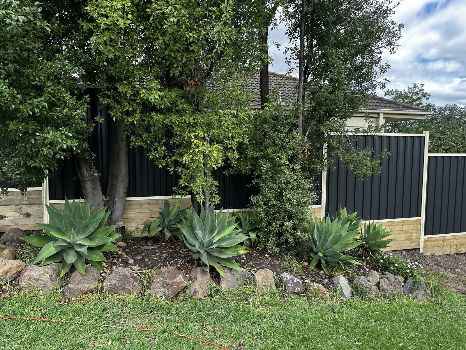 Feature garden bed with established planting